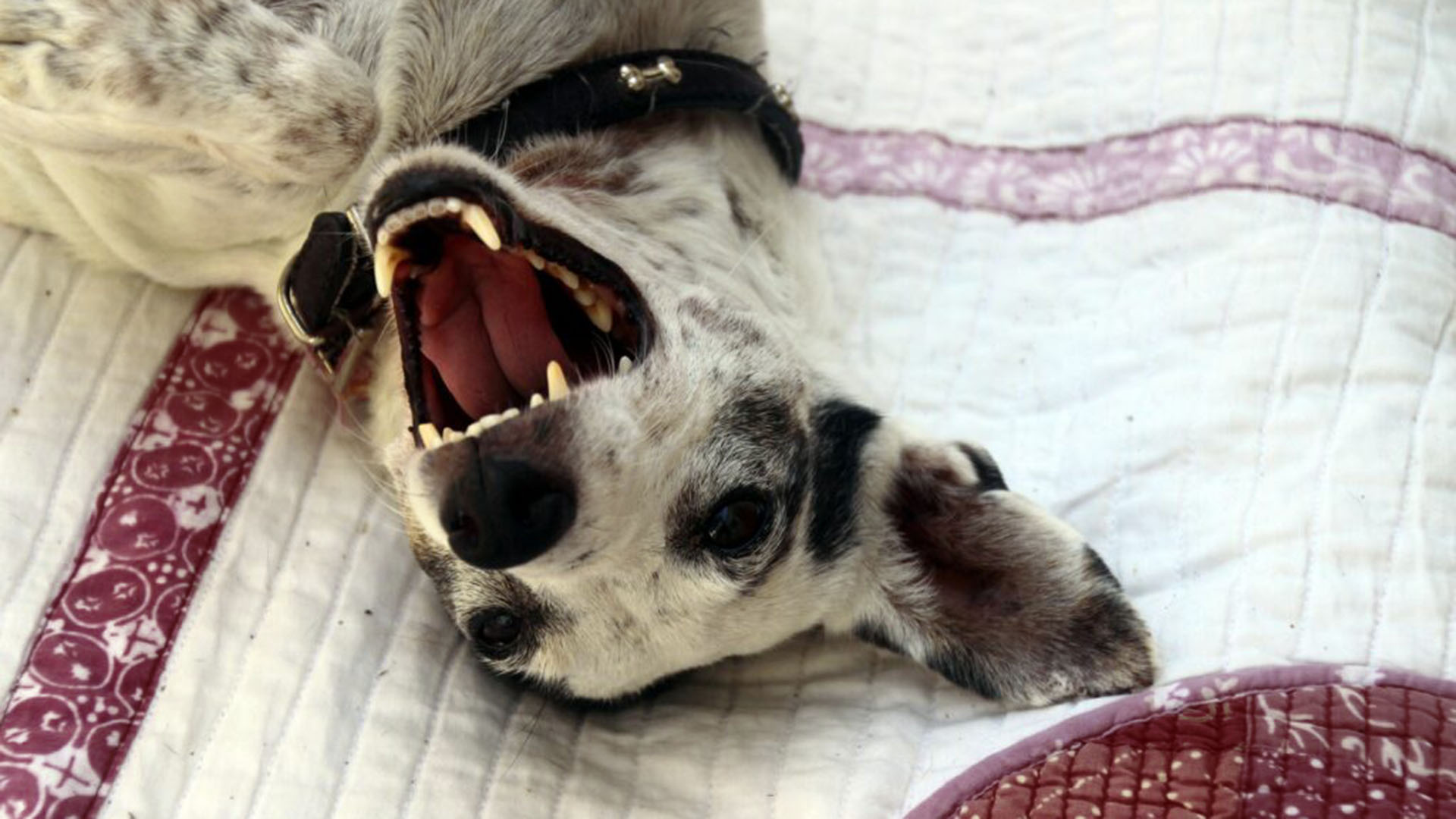 lustiger_hund
