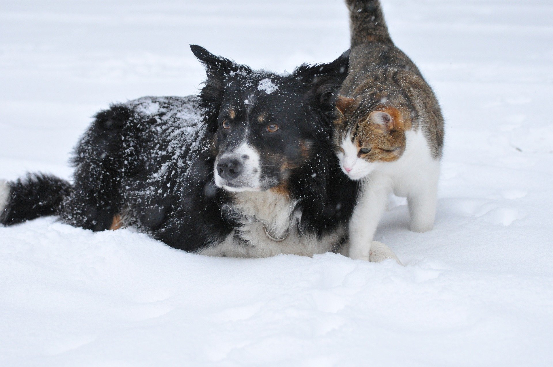 Winter für Hund und Katze