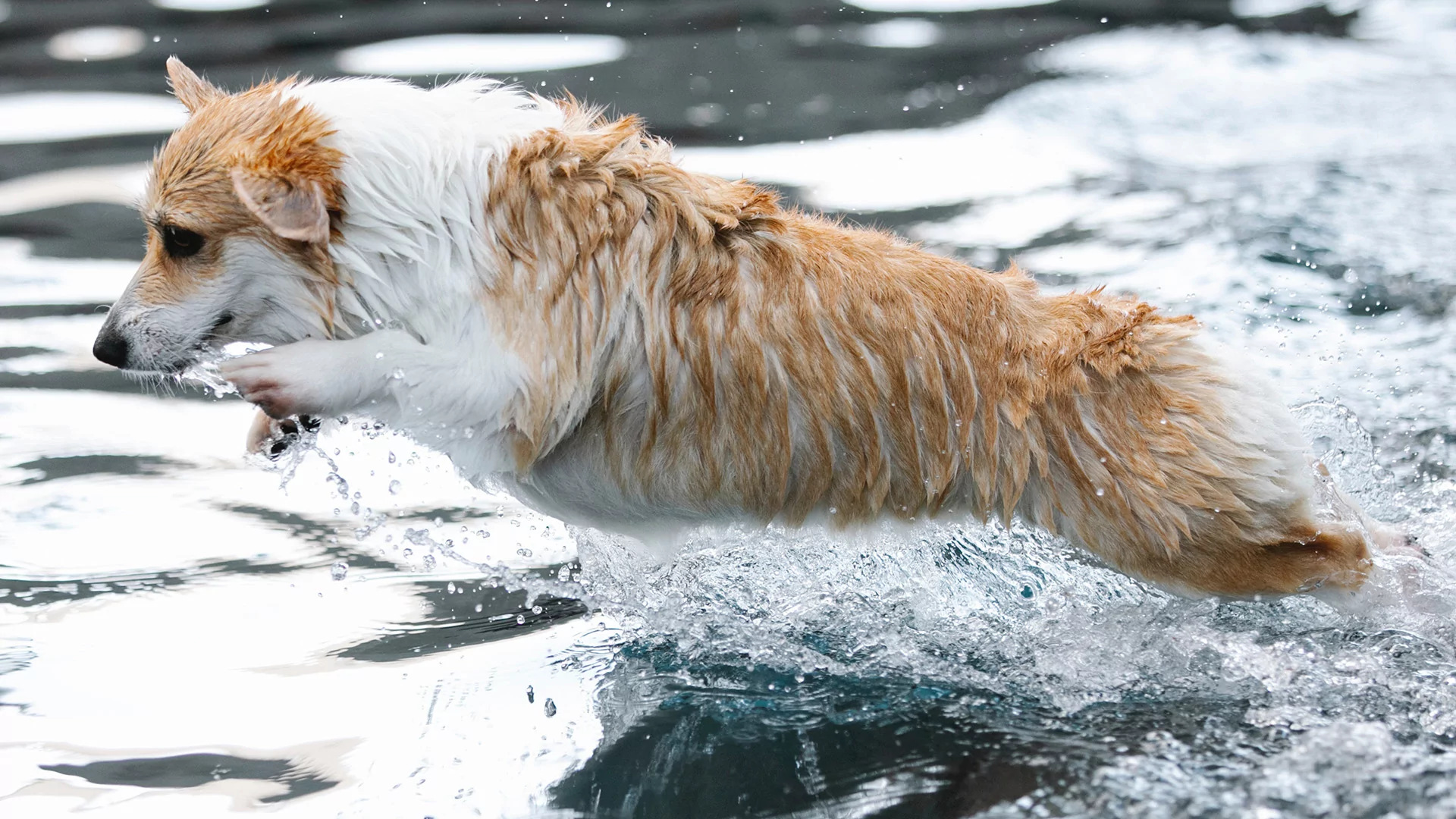 Ein im Wasser badender Hund bei Hitze im Sommer