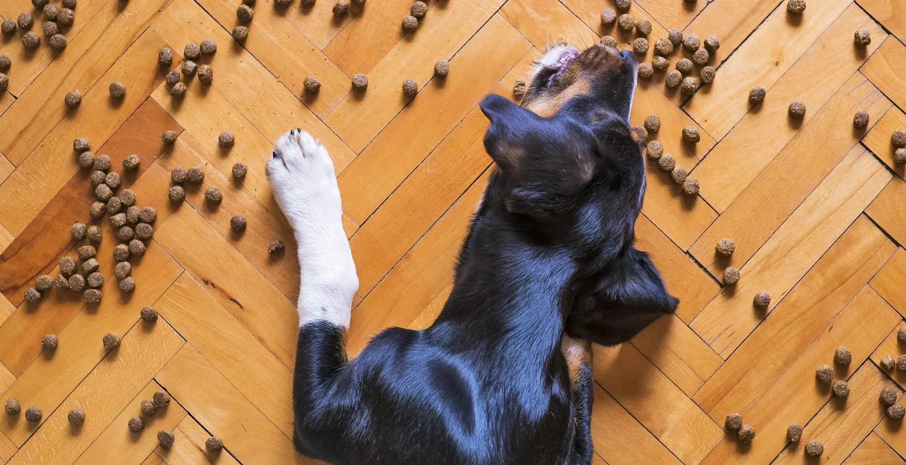 Trockenfutter Hund