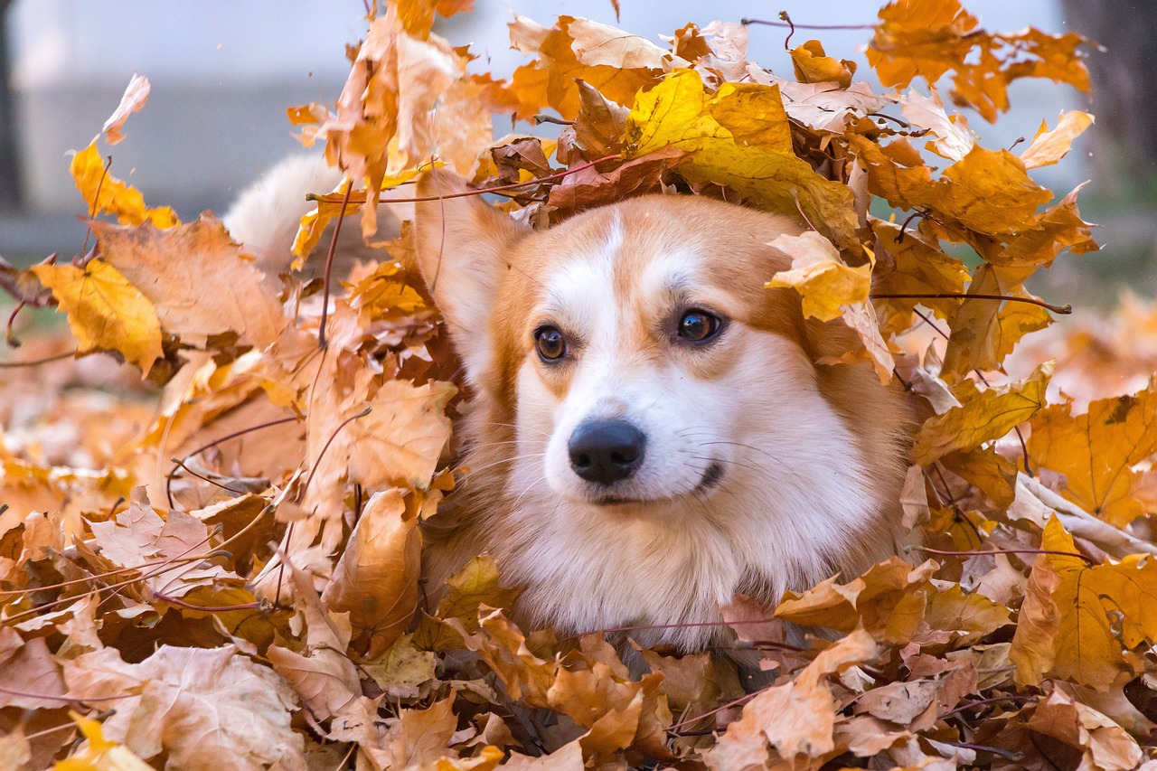 Gefahren für Hunde im Herbst