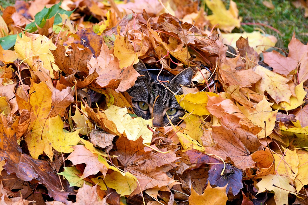 Gefahren für Katzen im Herbst