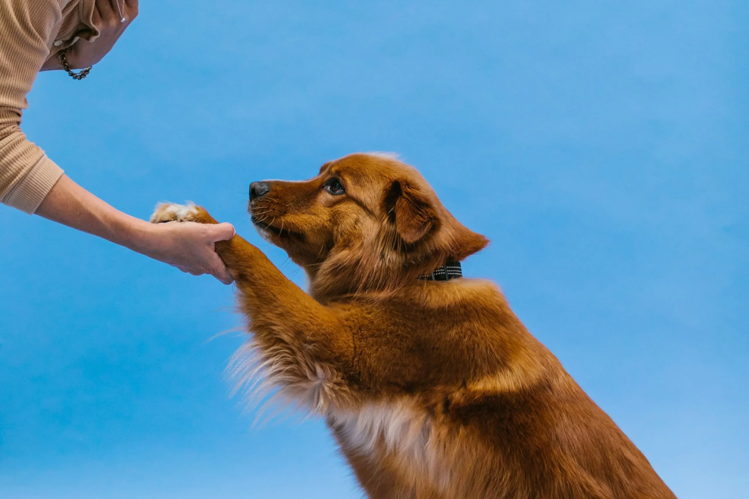 Bewegungstipps_Hund