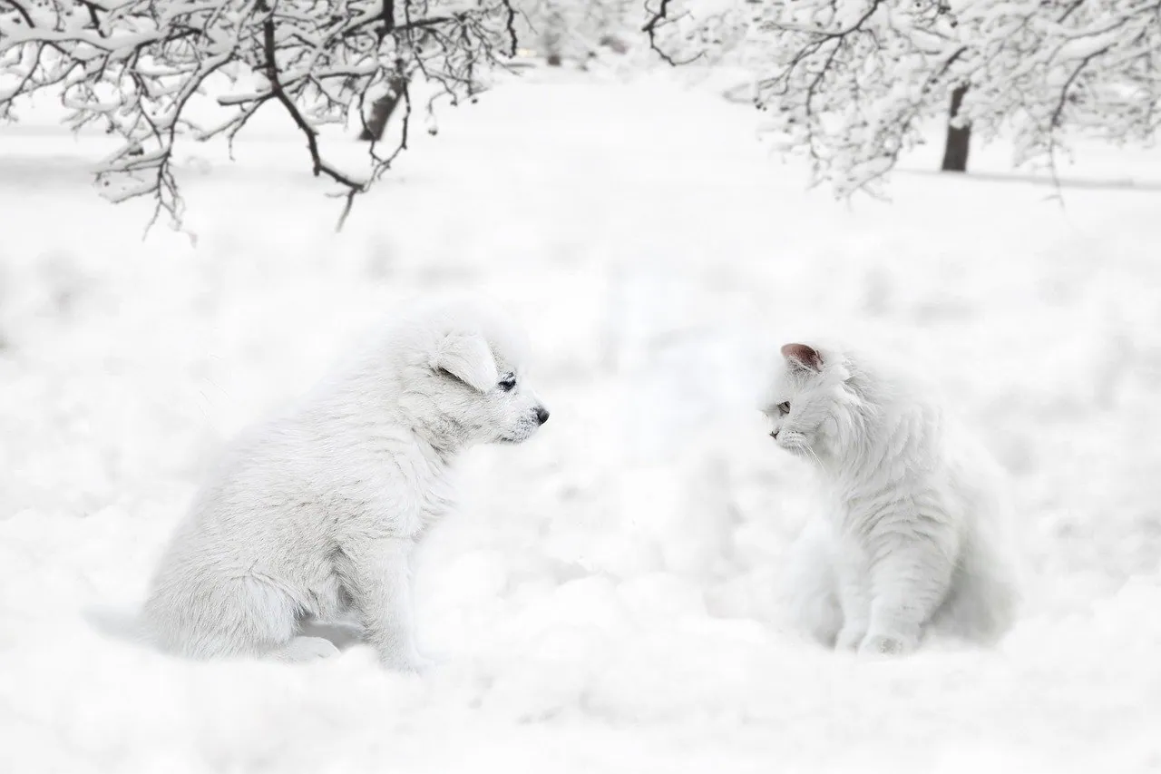 Hund und Katze im Winter