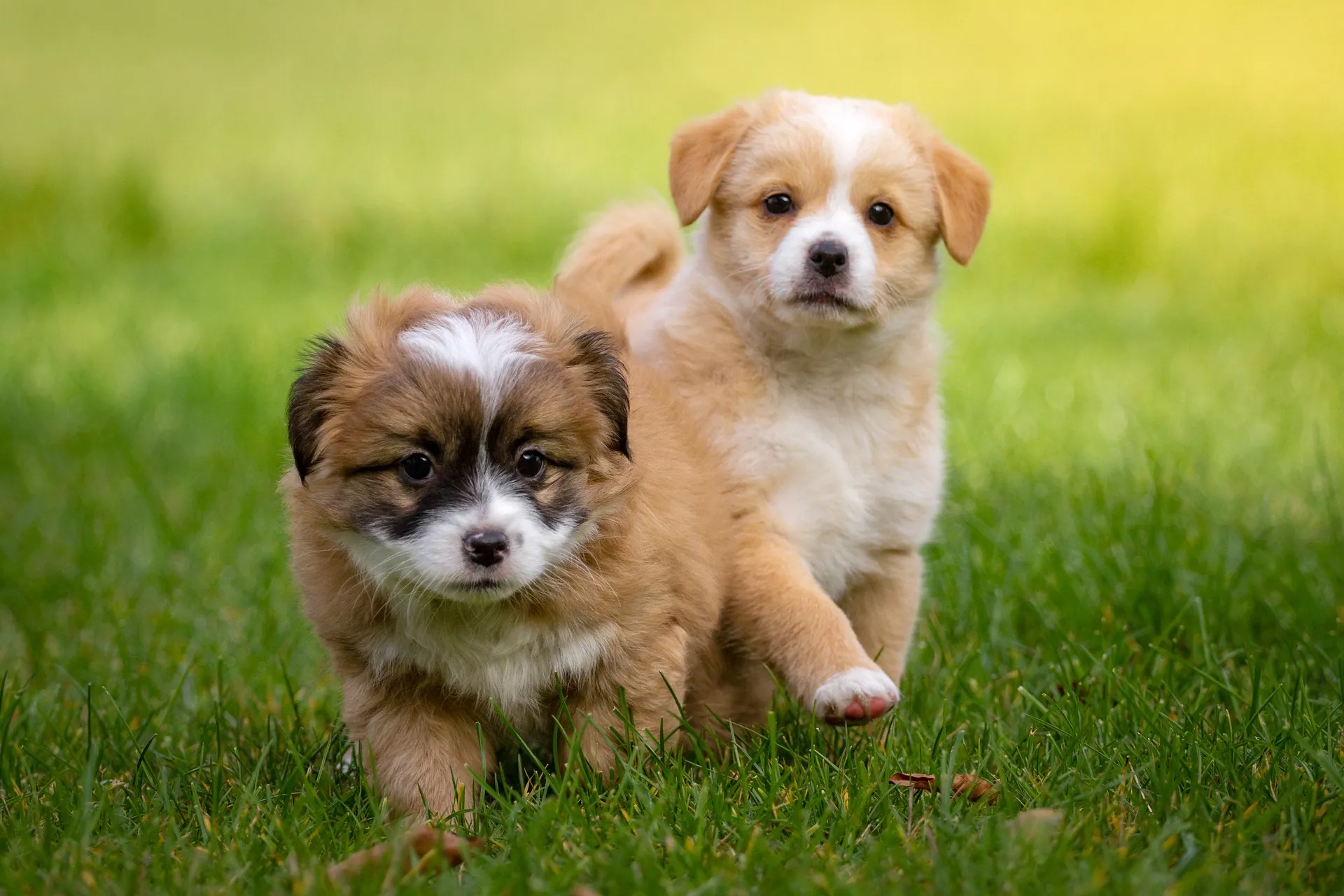 Hundewelpen