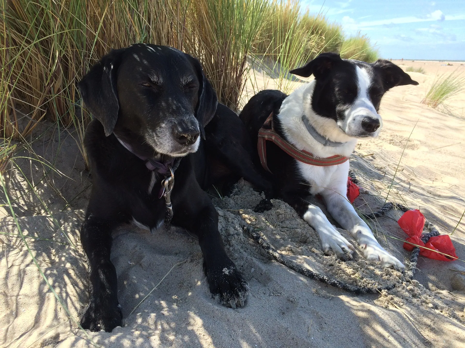 Urlaub mit Hund