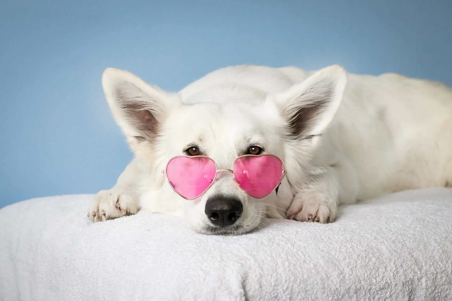 Valentinstag_Hund mit Herz-Sonnenbrille