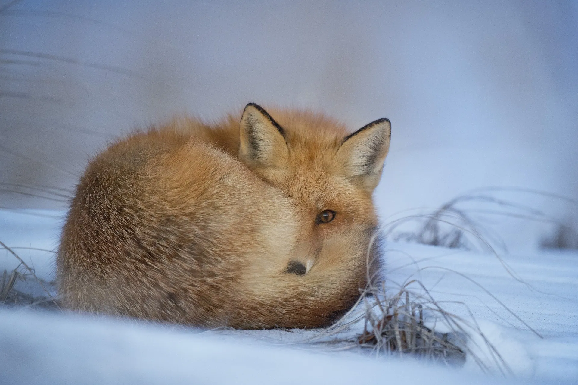 Fuchs im Winter