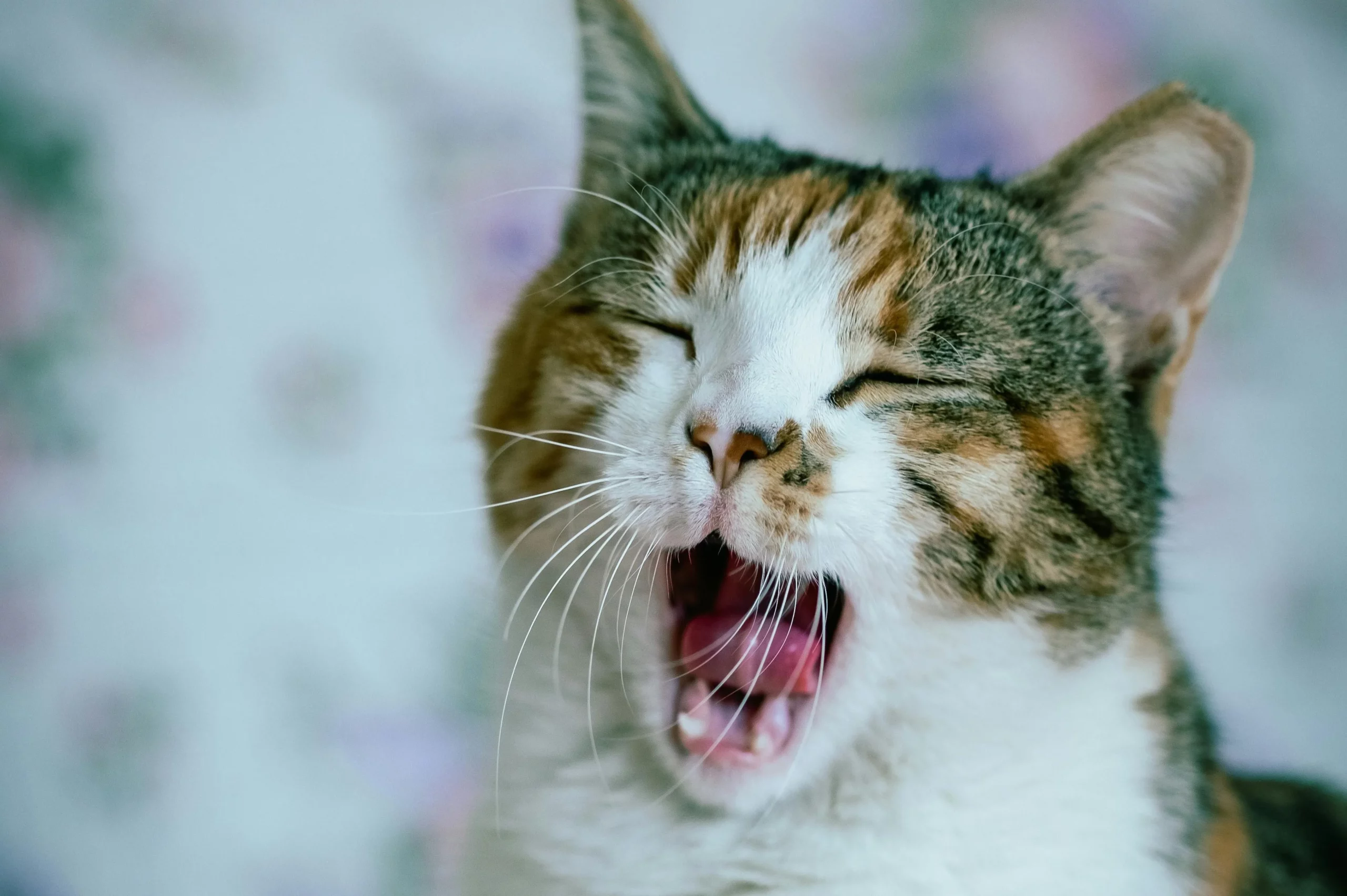 Winterblues gähnende Katze