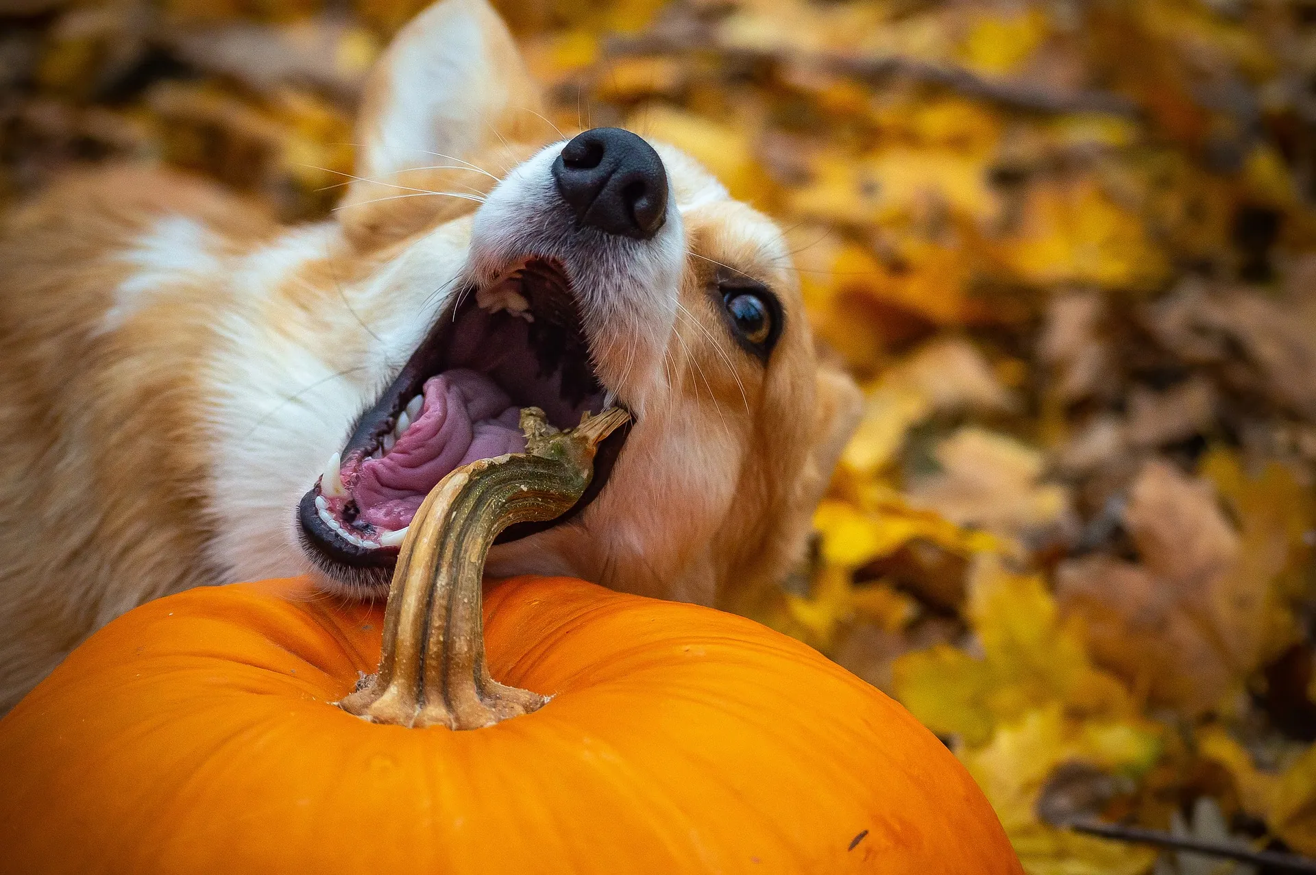 Kürbisse - Corgi schnappt nach Kürbis