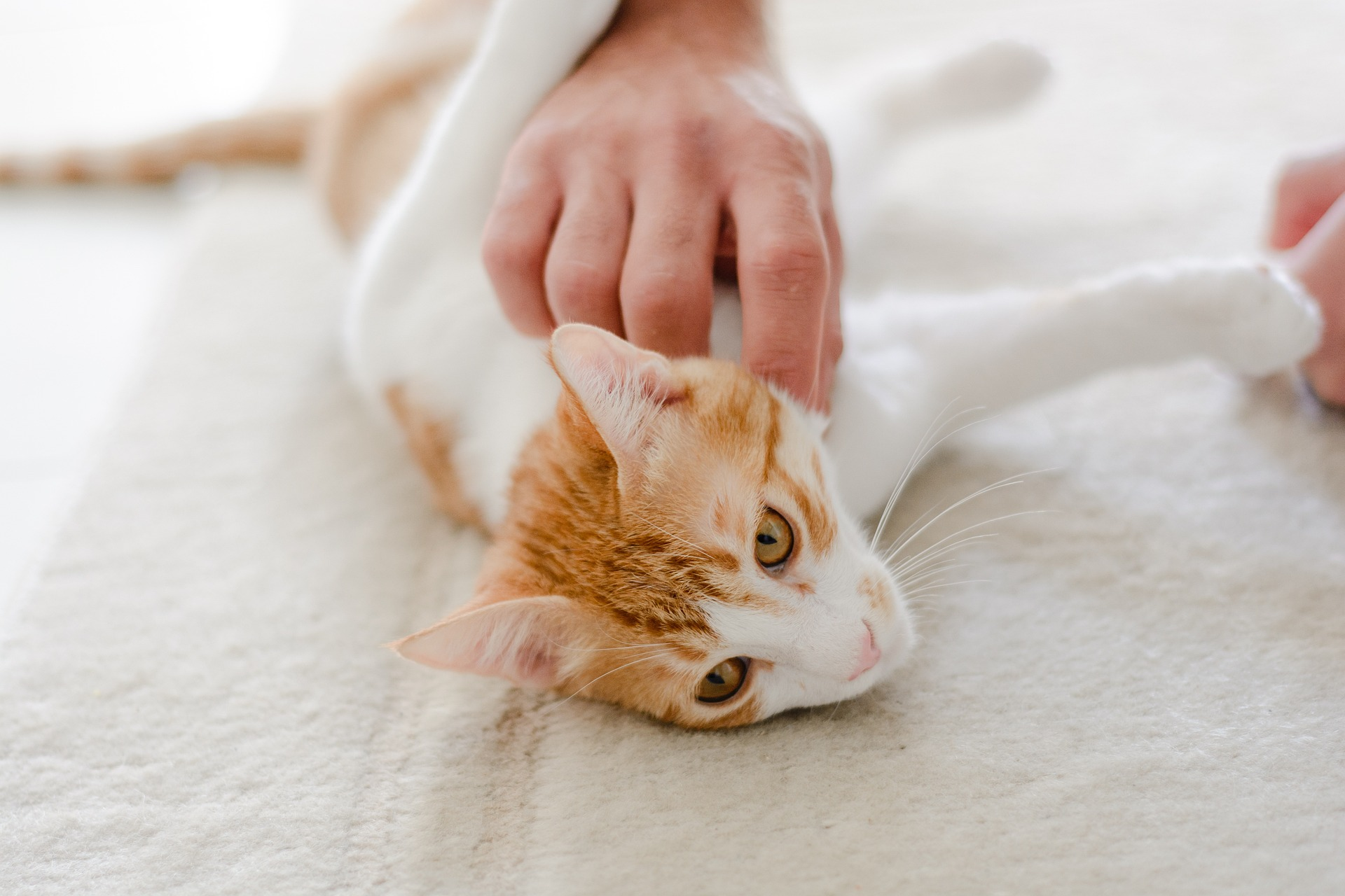 Schnurren der Katze