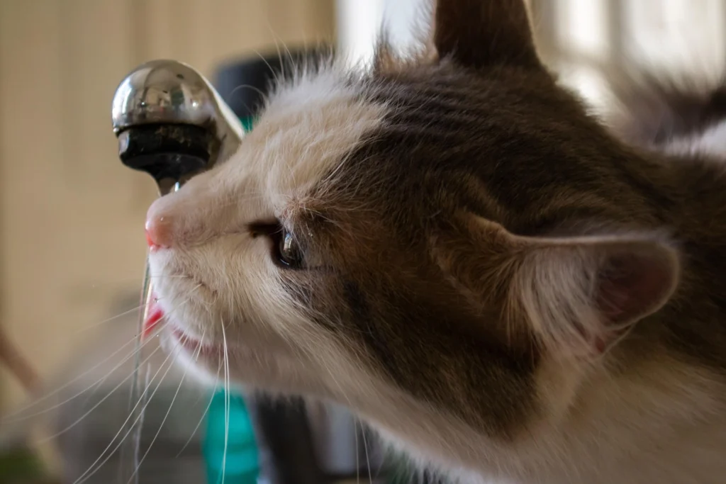 Katze trinkt an einem heißen Sommertag frisches Wasser, um den Flüssigkeitshaushalt zu unterstützen.
