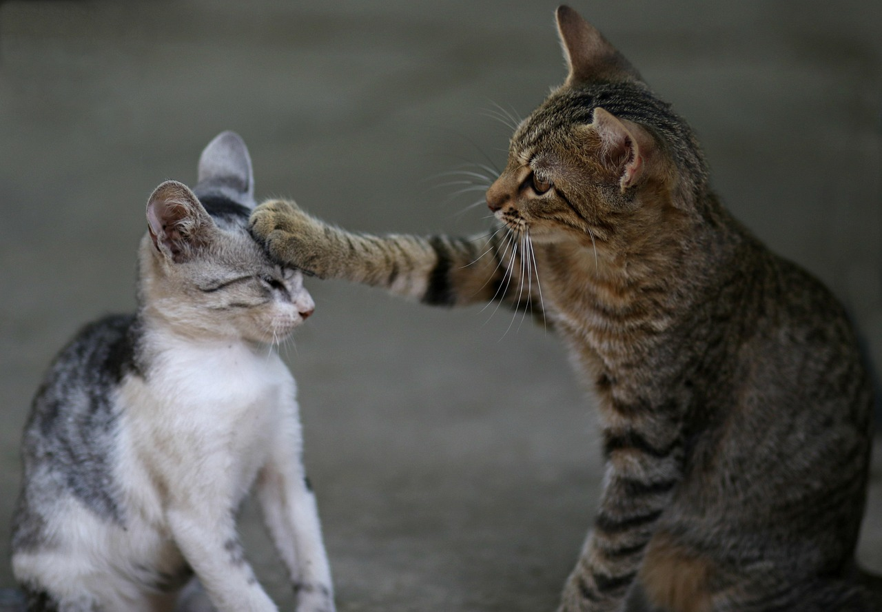 Zwei Katzen begegnen sich vorsichtig bei der Zusammenführung und lernen, die Nähe der anderen Katze zu akzeptieren.