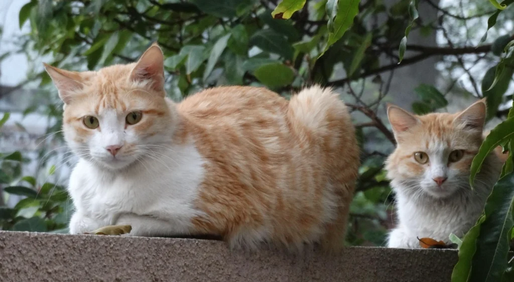 Katzen zusammenleben