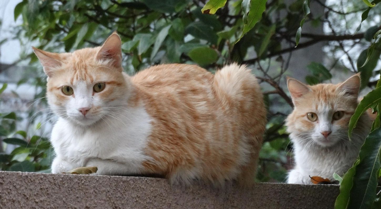 Katzen zusammenleben
